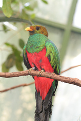 Golden-headed Quetzal